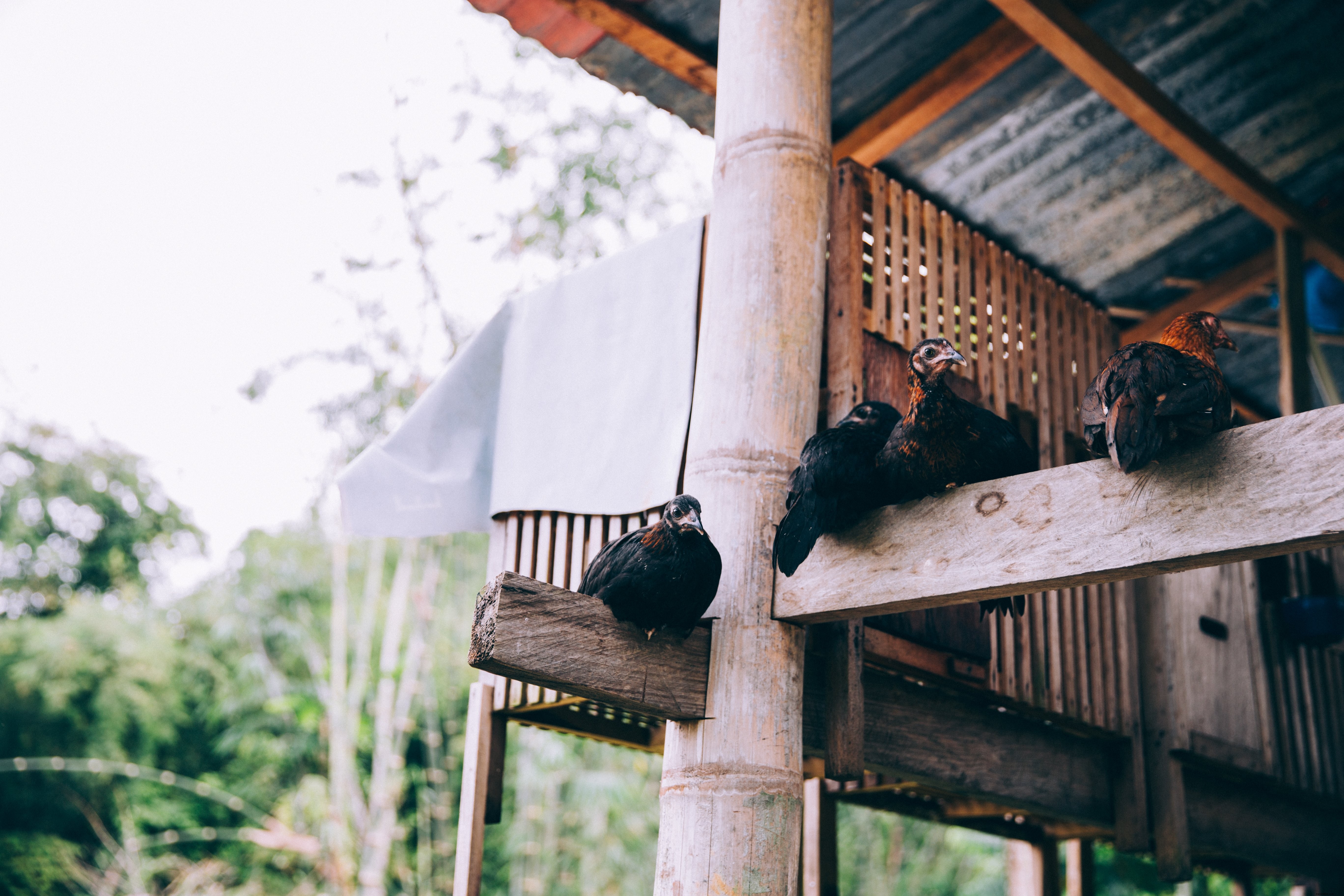 Photo d oiseaux perchés sur les poutres en bois d un temple indonésien