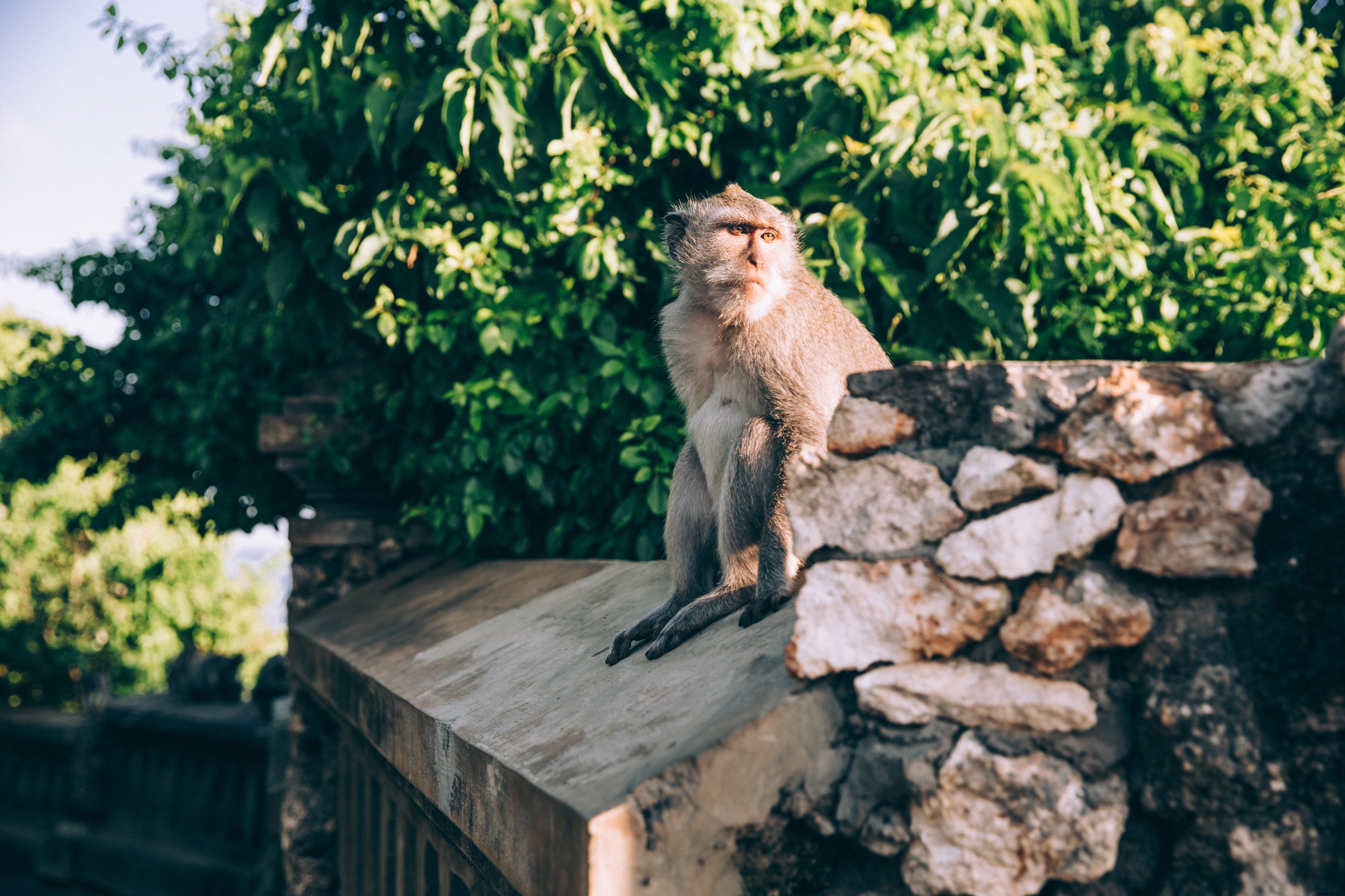 Photo d’un singe assis sur une clôture en pierre