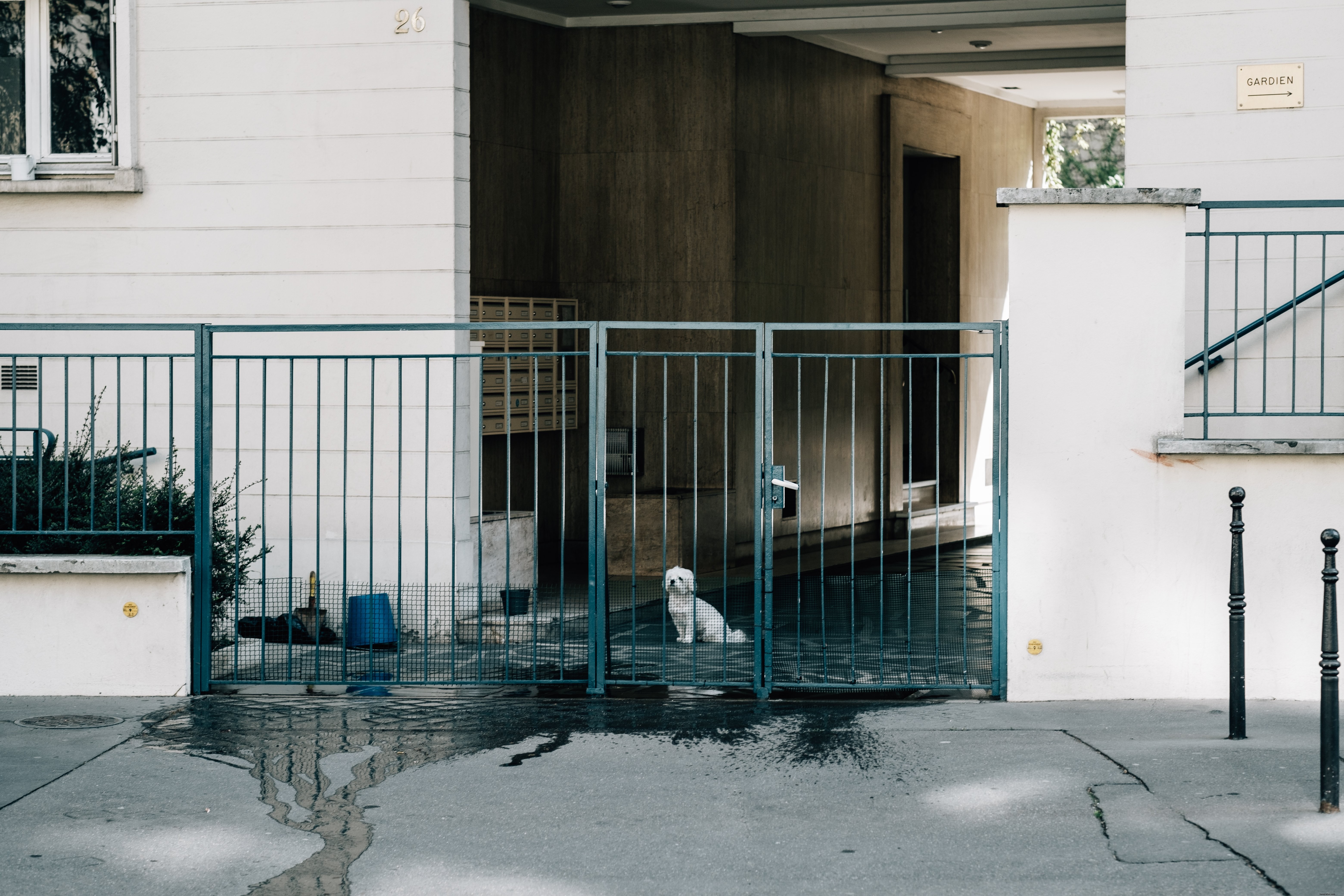Un petit chien jette un regard à travers une clôture métallique bleue d’un bâtiment blanc