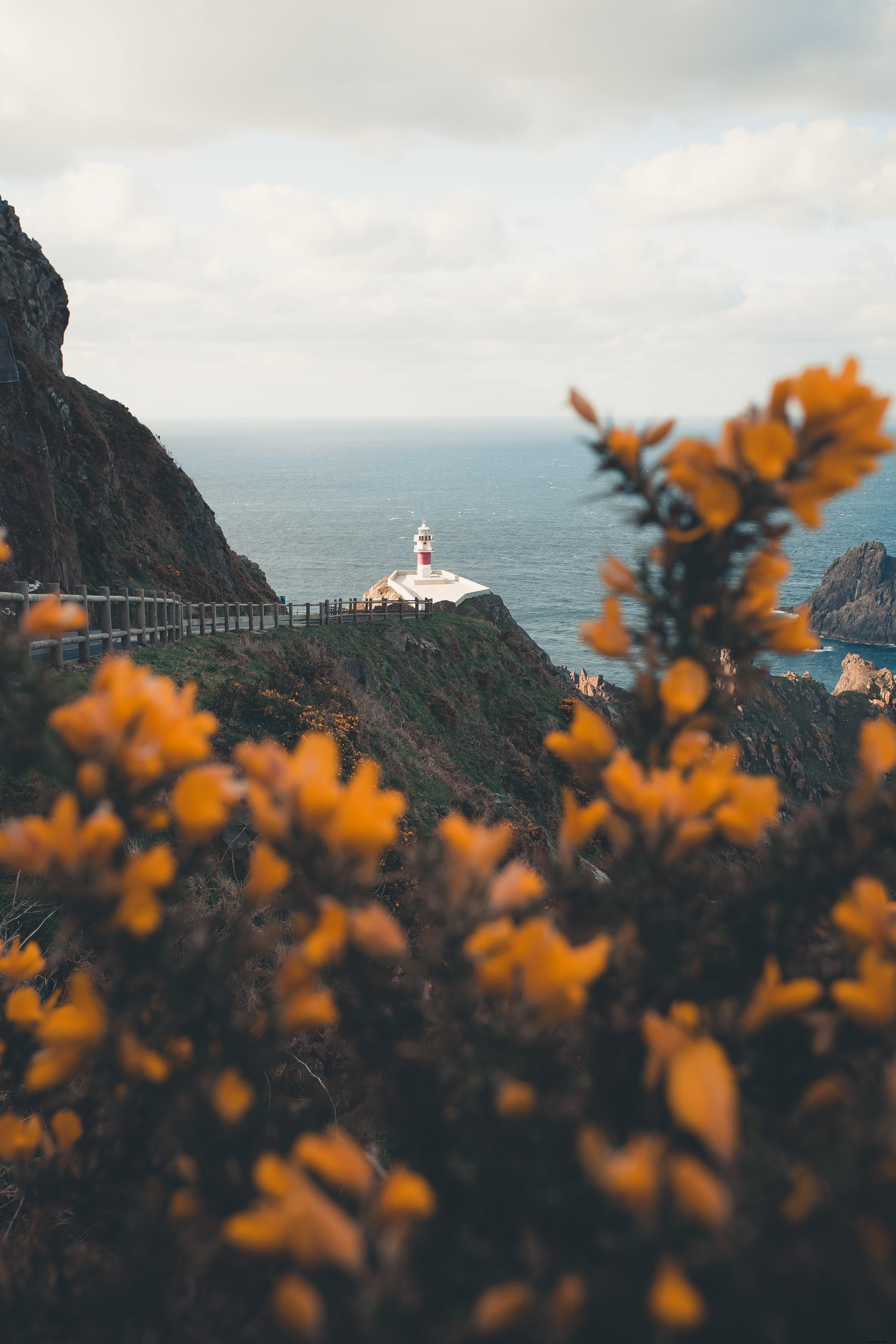 Photo d’un phare au bord de l’océan, vu à travers des fleurs sur un arbre