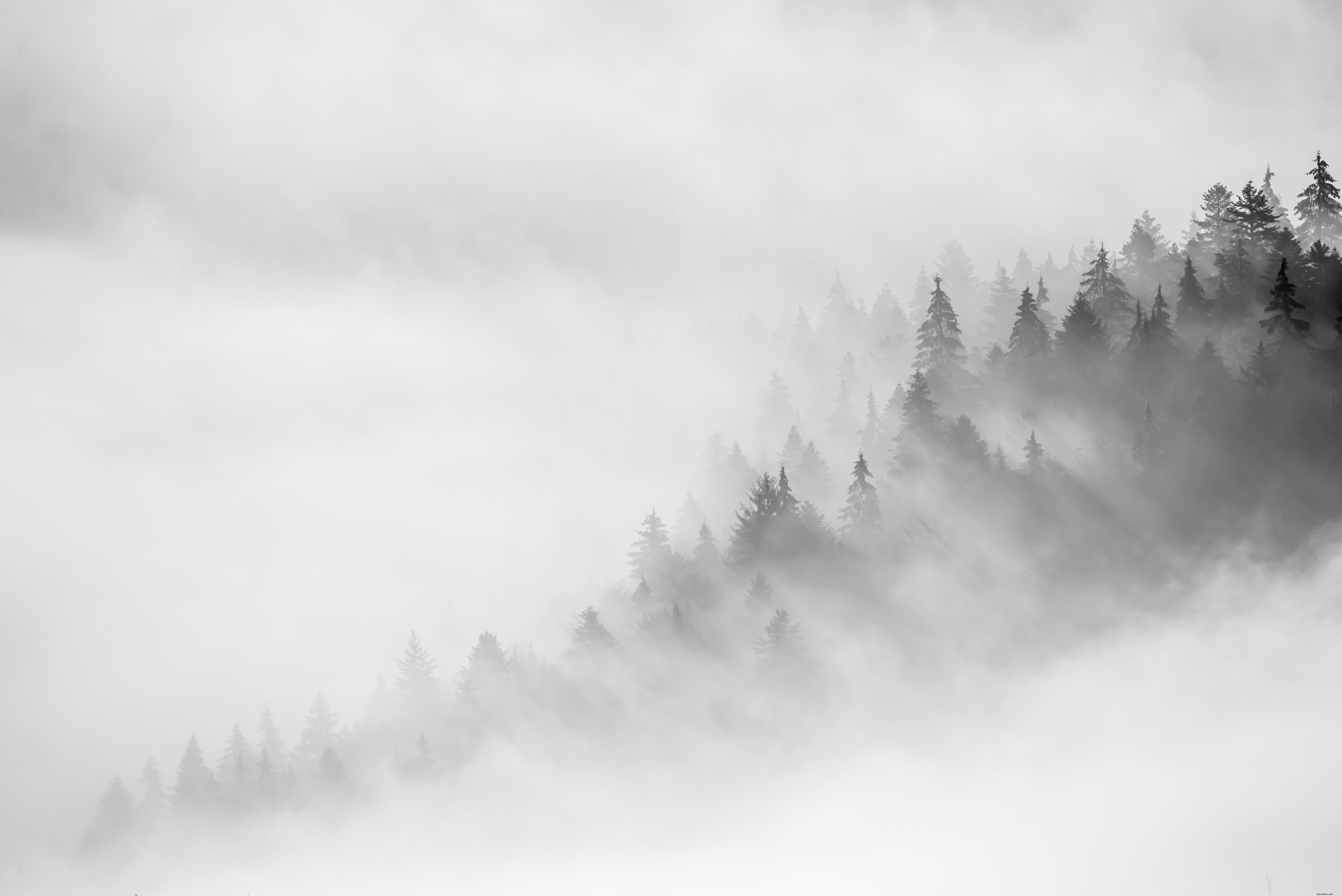 Photo en noir et blanc d arbres enveloppés de brouillard