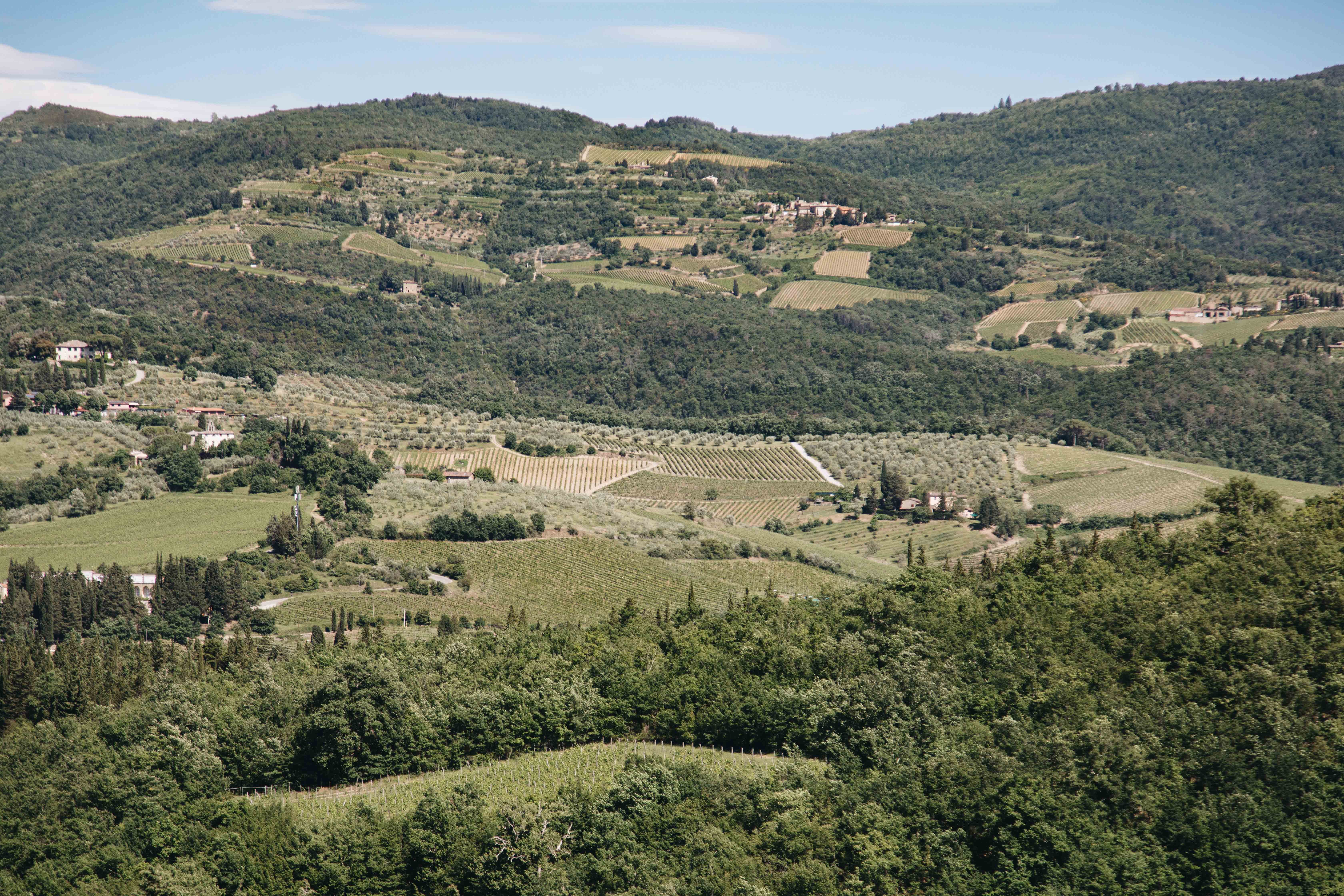 Maisons et vignobles disséminés sur la colline – Photo