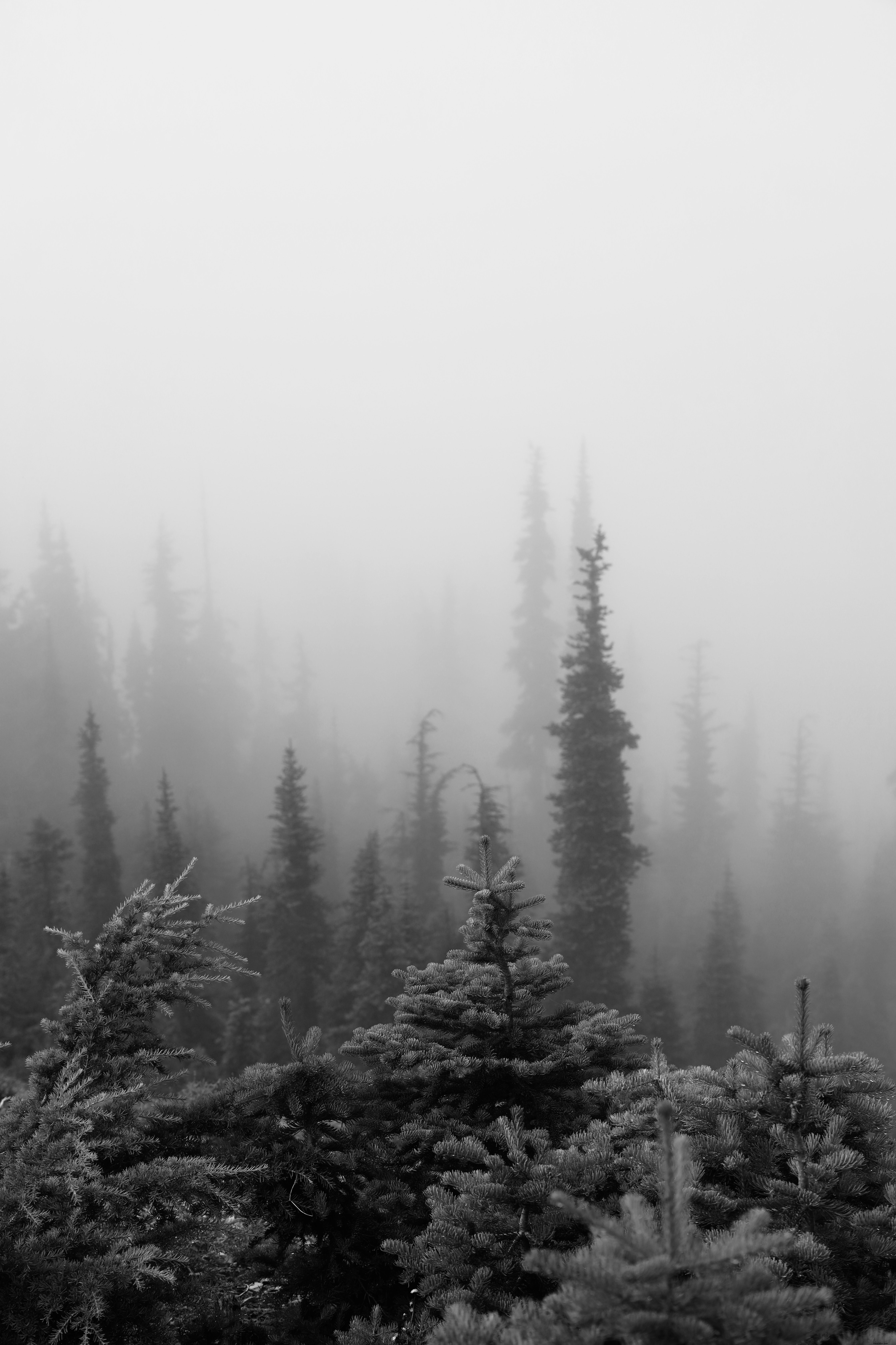 Photo d arbres à feuilles persistantes dans un épais brouillard blanc