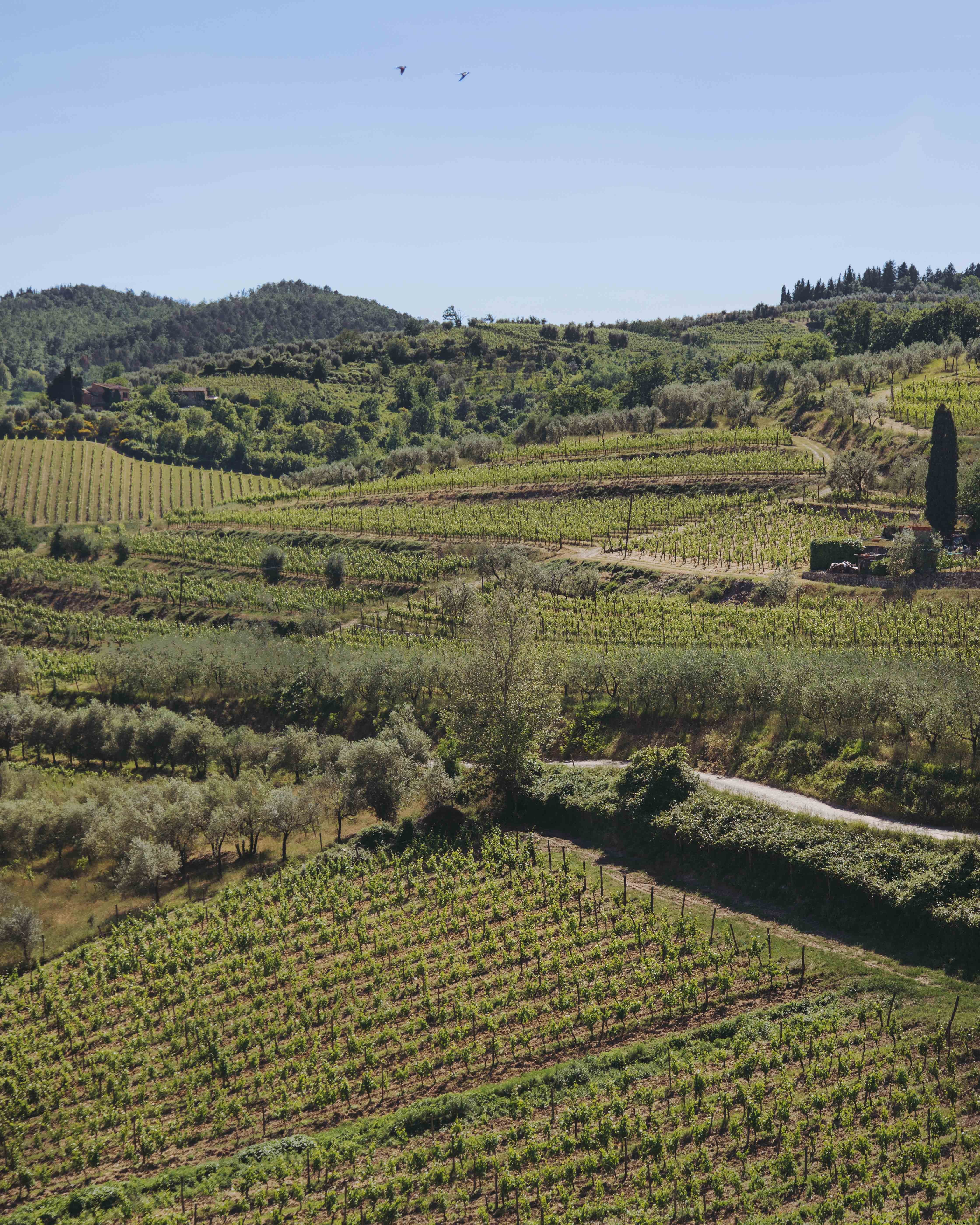 Vignoble Montagnard sous un Ciel Bleu – Photo