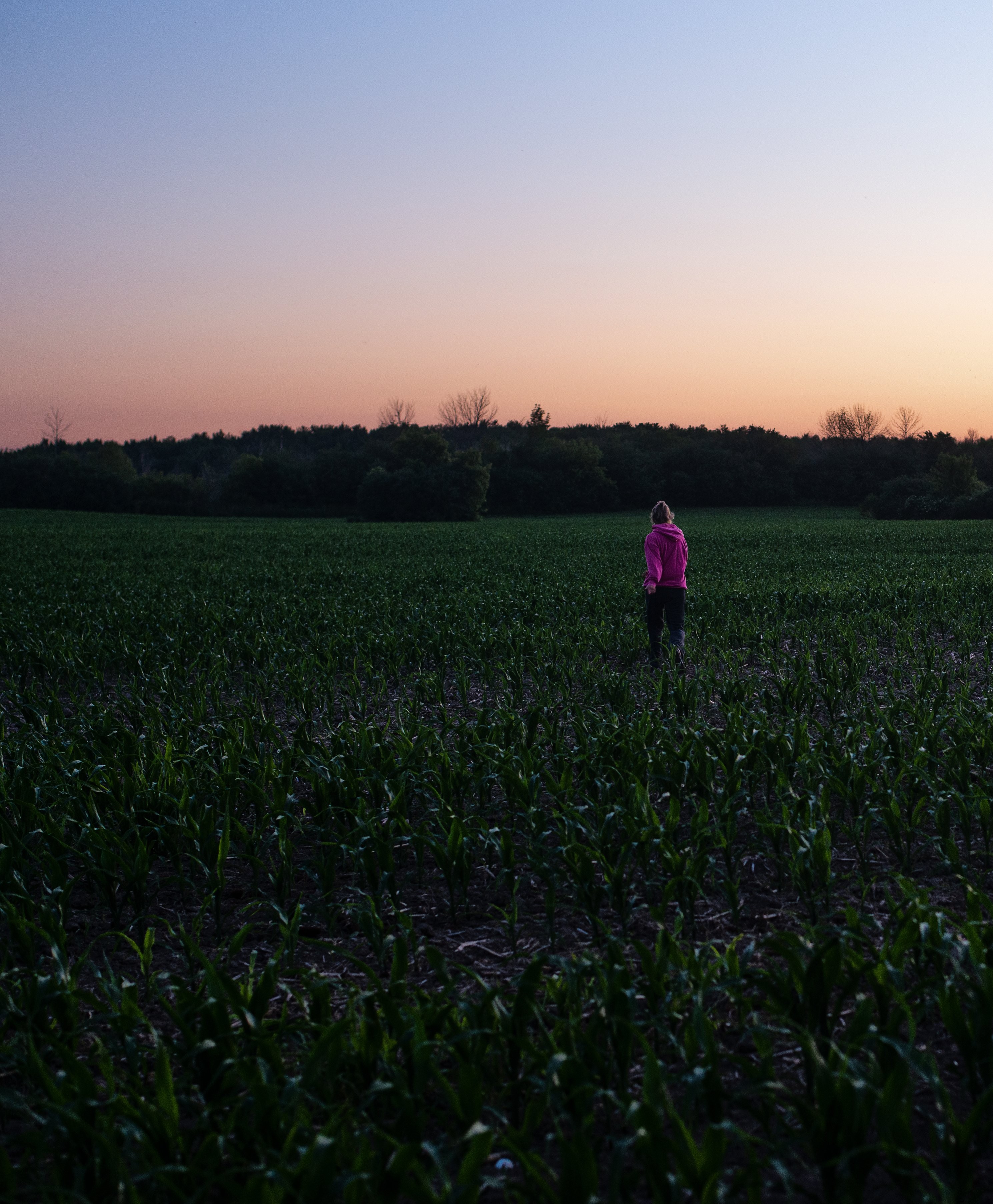 Une silhouette en rose se promène dans un champ de jeunes plants de maïs