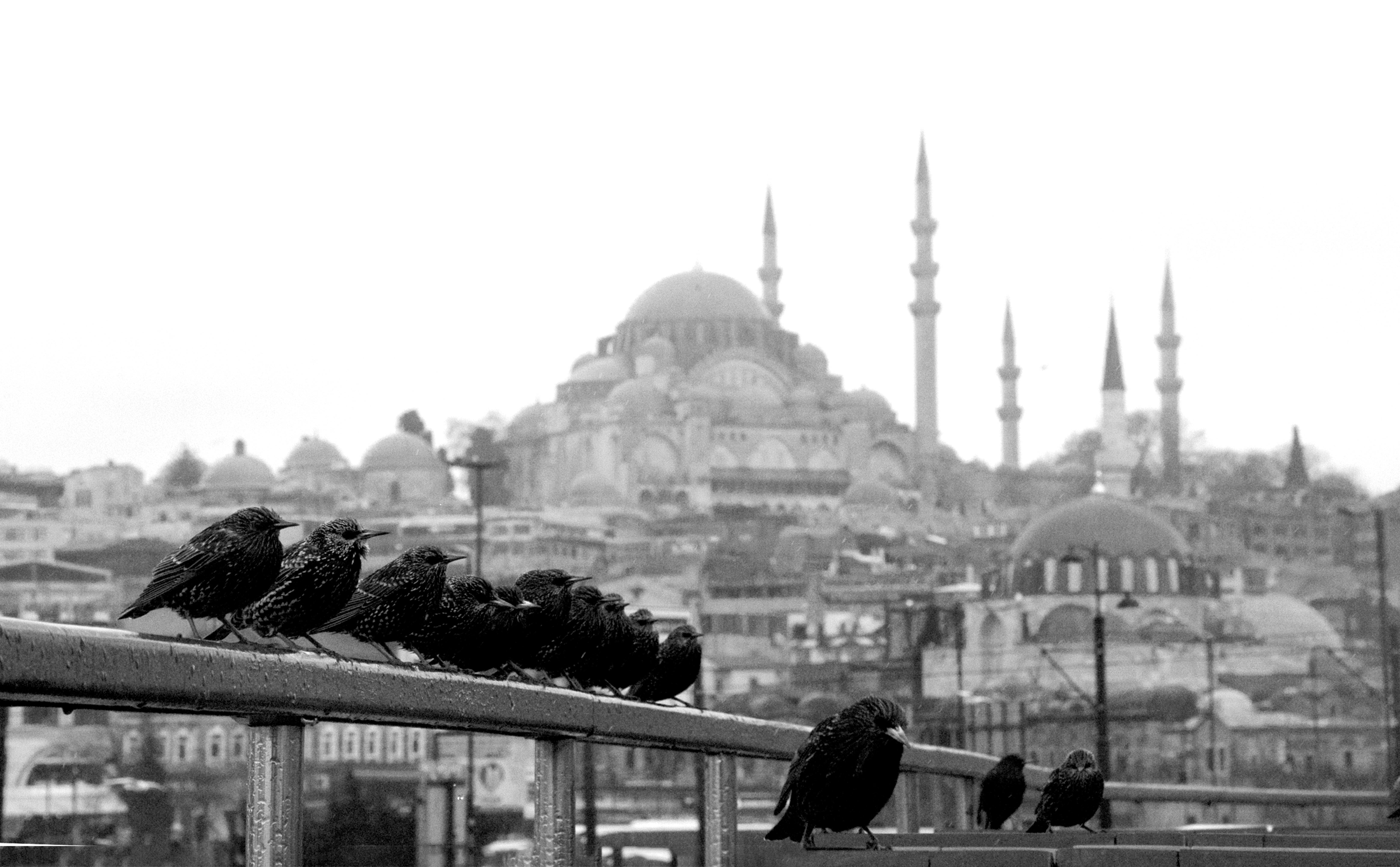 Photo en noir et blanc d oiseaux perchés sur une clôture