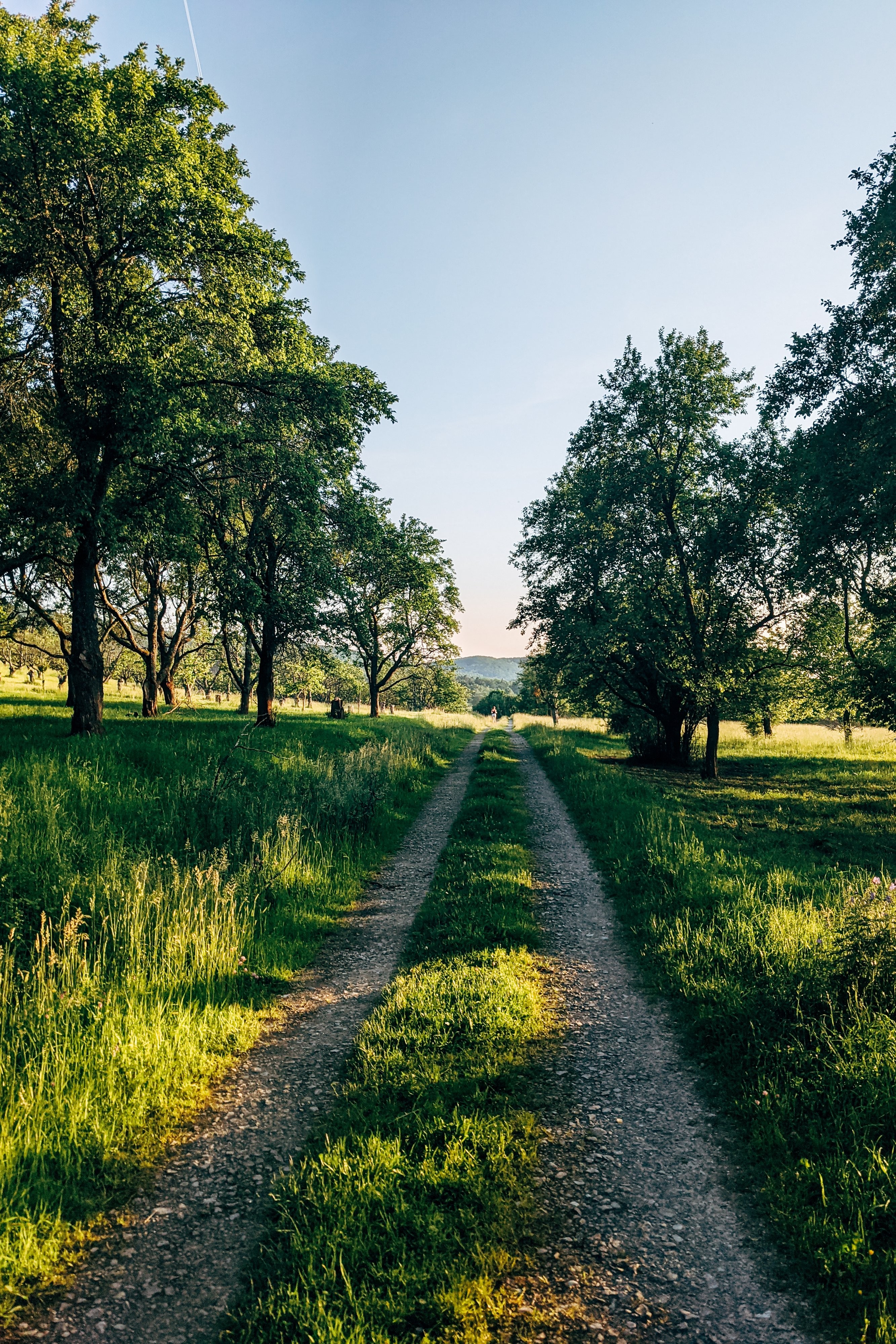 Photo d’une route herbeuse bordée d’arbres avec des personnes au loin