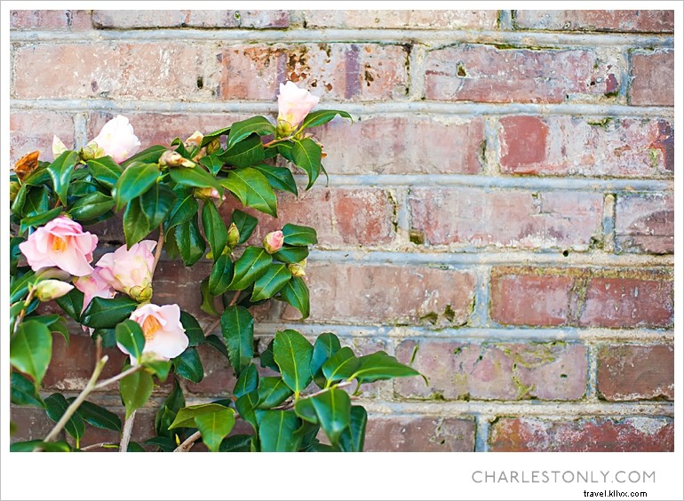 Le printemps éclate à Charleston