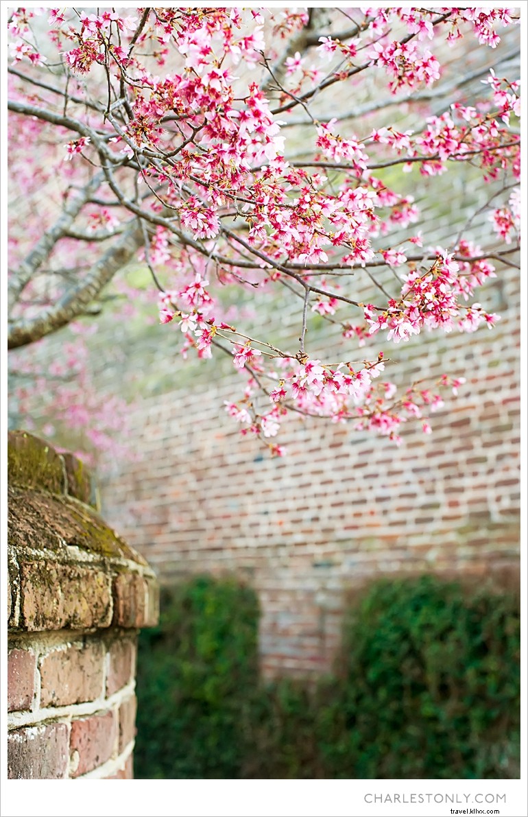Le printemps éclate à Charleston