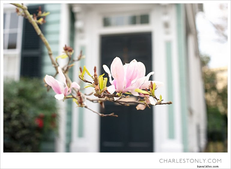Le printemps éclate à Charleston