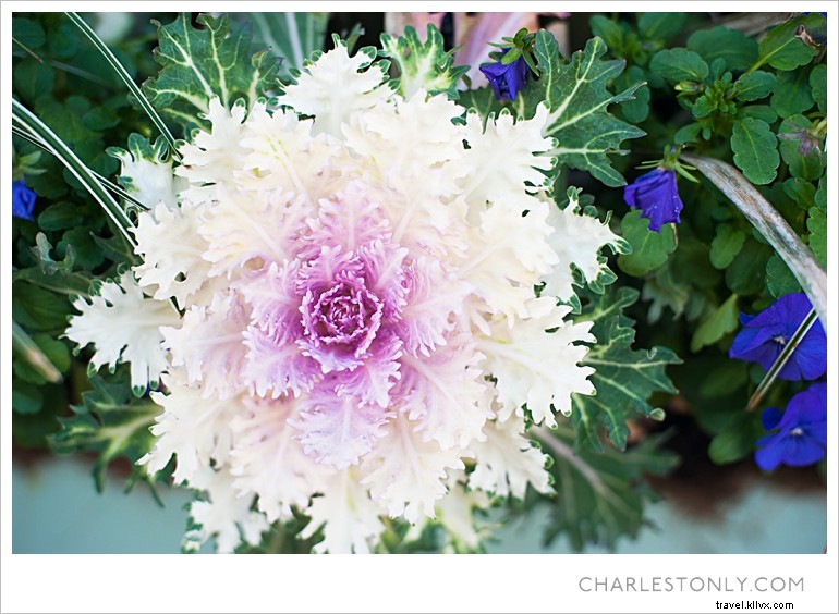 Le printemps éclate à Charleston