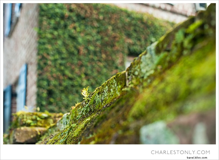 Le printemps éclate à Charleston