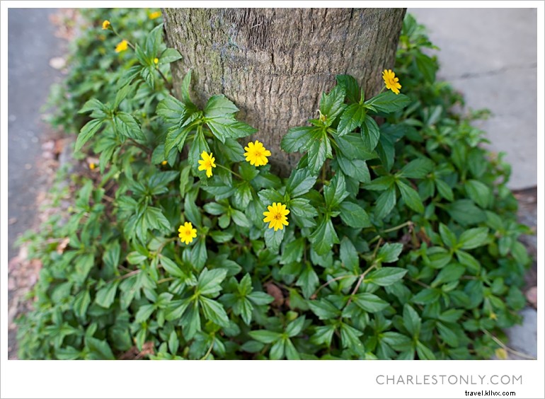 Le printemps éclate à Charleston