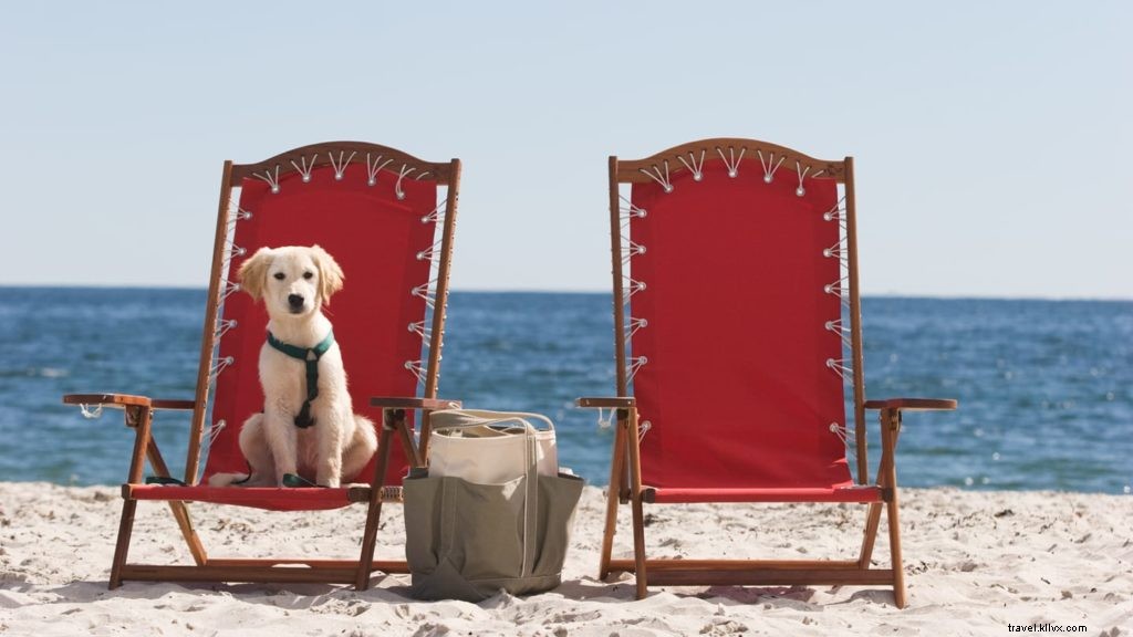 Les 10 meilleurs hôtels et complexes acceptant les animaux de compagnie aux États-Unis