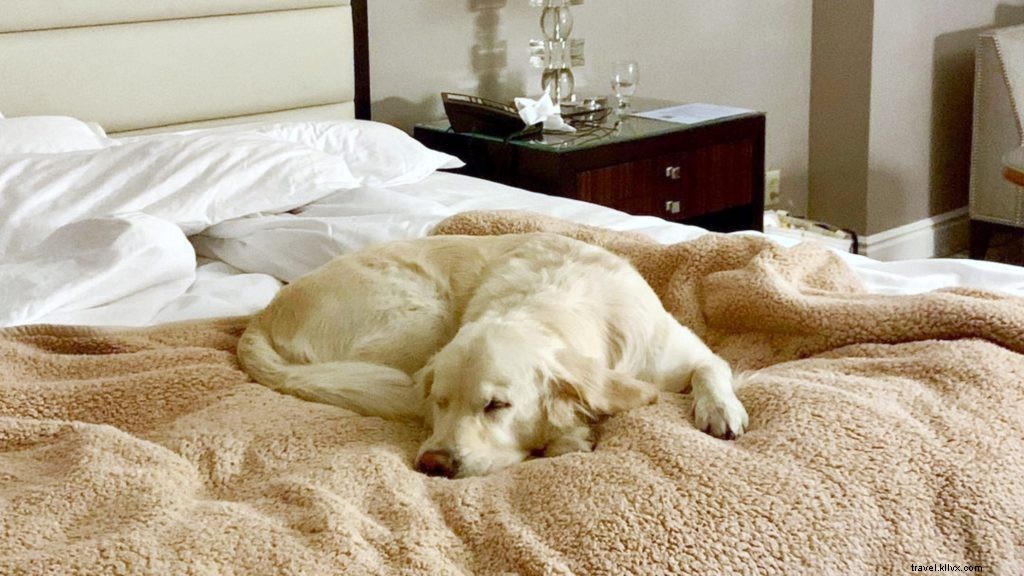 Les 10 meilleurs hôtels et complexes acceptant les animaux de compagnie aux États-Unis