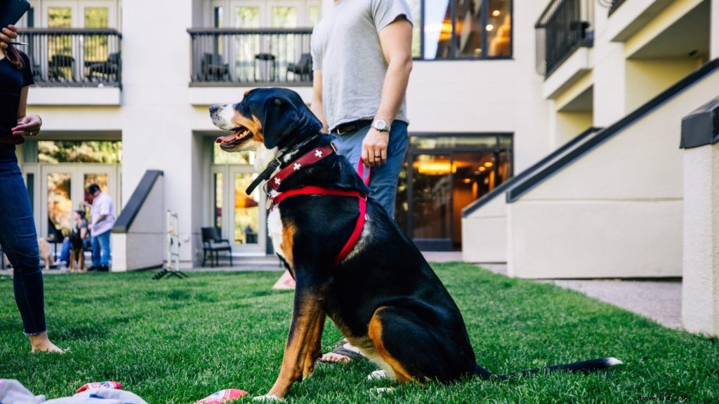 Les 10 meilleurs hôtels et complexes acceptant les animaux de compagnie aux États-Unis