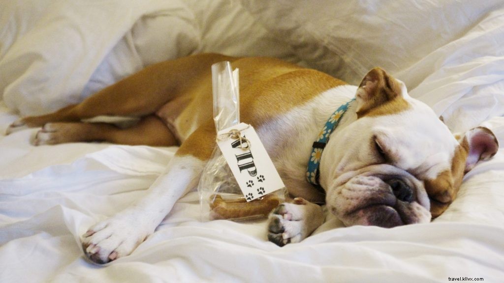 Les 10 meilleurs hôtels et complexes acceptant les animaux de compagnie aux États-Unis