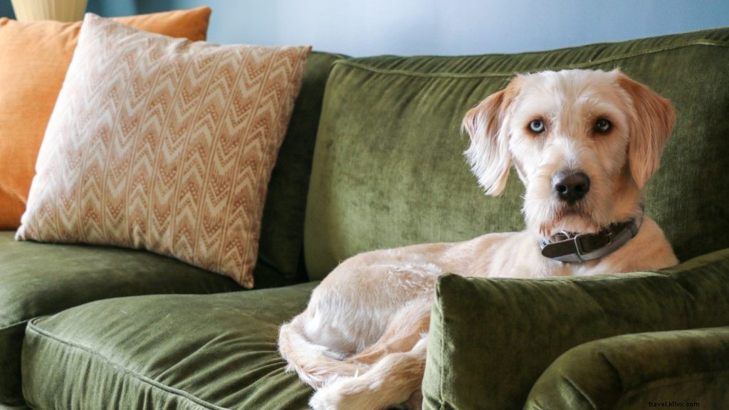 Les 10 meilleurs hôtels et complexes acceptant les animaux de compagnie aux États-Unis