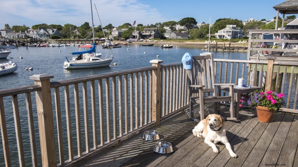 Les 10 meilleurs hôtels et complexes acceptant les animaux de compagnie aux États-Unis