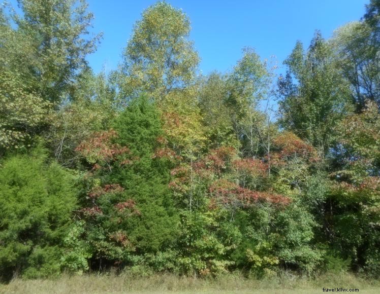 Cabane dans les arbres du B&B Stoner Creek