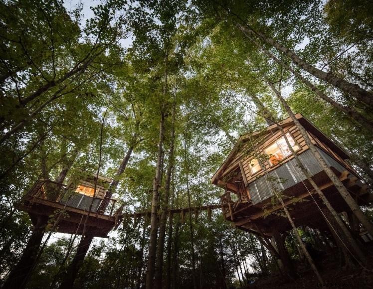 Aventures d escalade dans les arbres avec EarthJOY