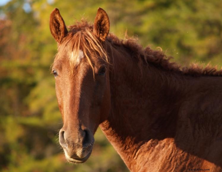 Hidden Cave Ranch – Bed & Breakfast et ferme de chevaux Bashkir Curly