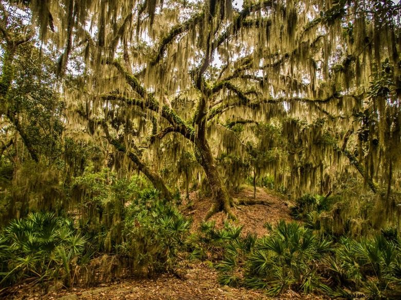Le Lodge de Little St. Simons Island