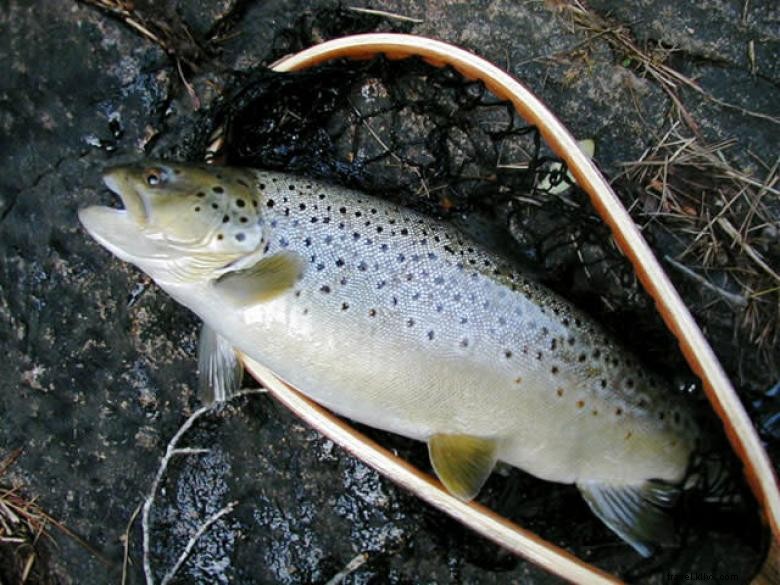 Cannon Falls Lodge – Lodge de pêche à la mouche