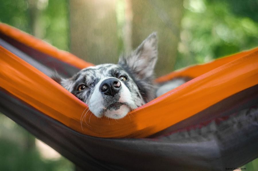 Fido dans la forêt : 5 campings accueillant les chiens au Minnesota