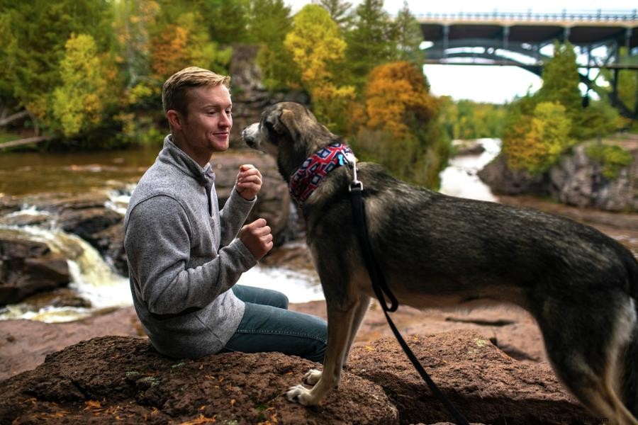 Fido dans la forêt : 5 campings accueillant les chiens au Minnesota