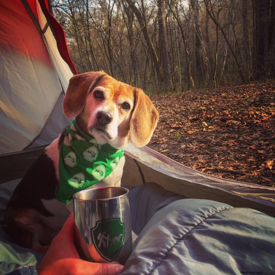 Fido dans la forêt : 5 campings accueillant les chiens au Minnesota