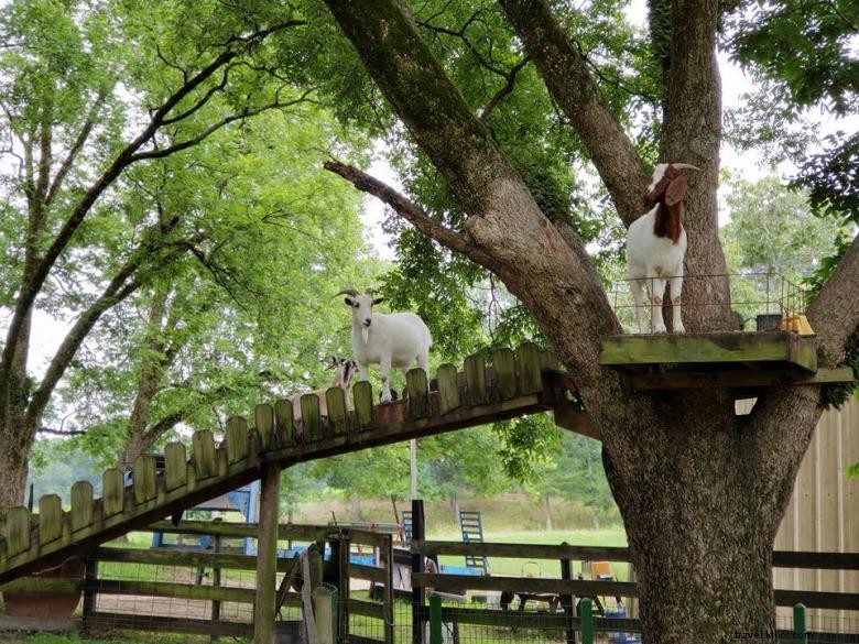 Ferme Mitcham – Une ferme familiale centenaire près d Atlanta