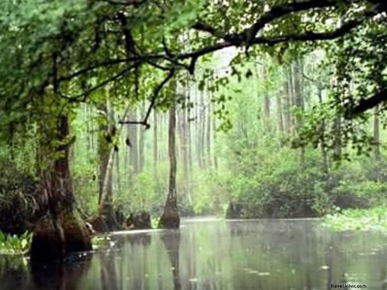 Côte géorgienne – Savannah et ses merveilles naturelles