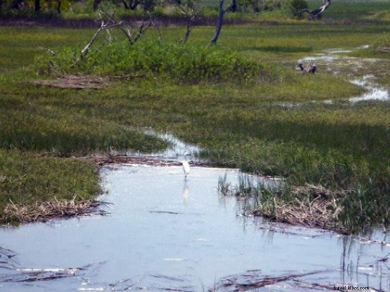 Côte géorgienne – Savannah et ses merveilles naturelles