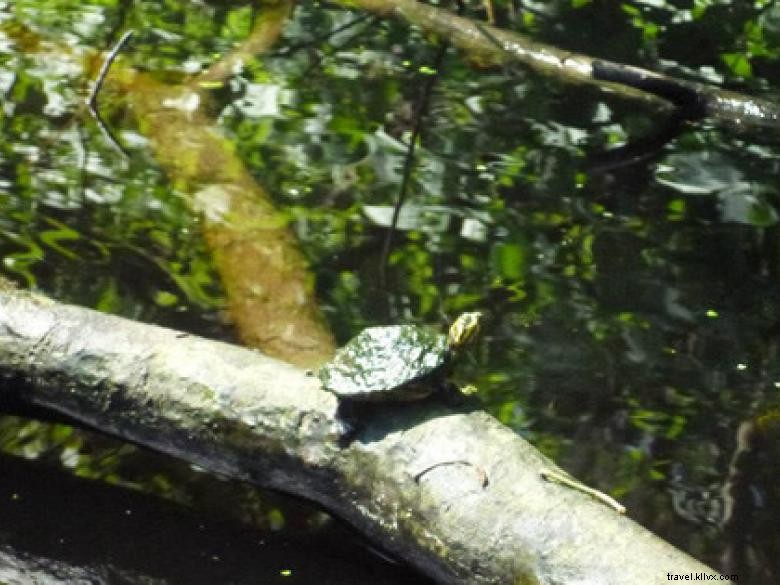 Côte géorgienne – Savannah et ses merveilles naturelles