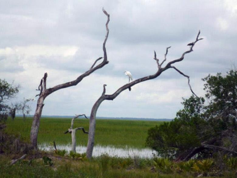 Côte géorgienne – Savannah et ses merveilles naturelles