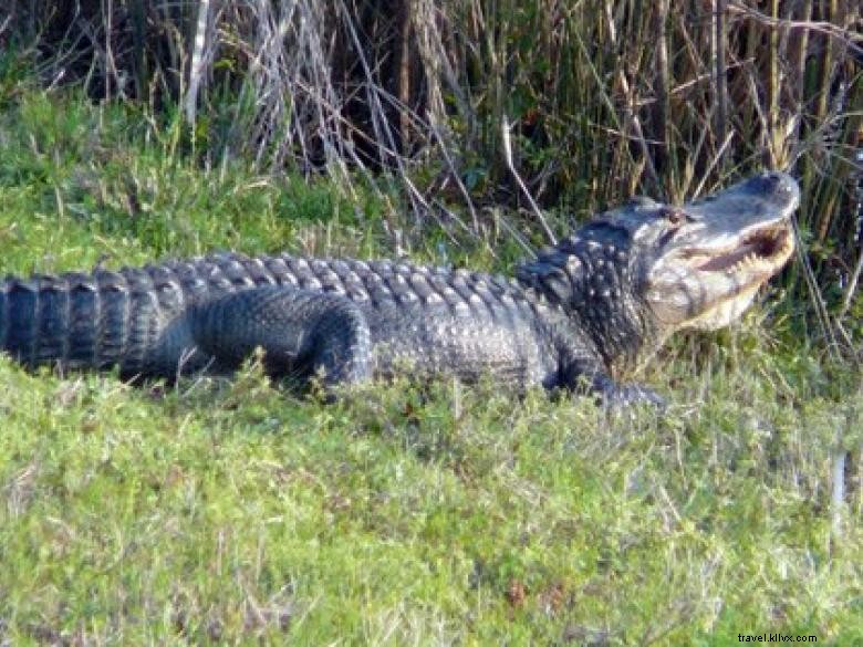 Côte géorgienne – Savannah et ses merveilles naturelles