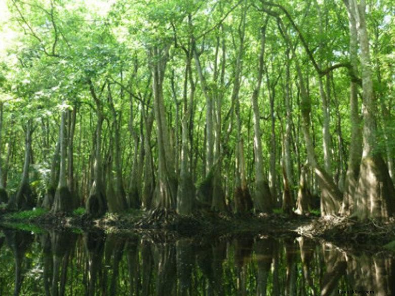 Côte géorgienne – Savannah et ses merveilles naturelles