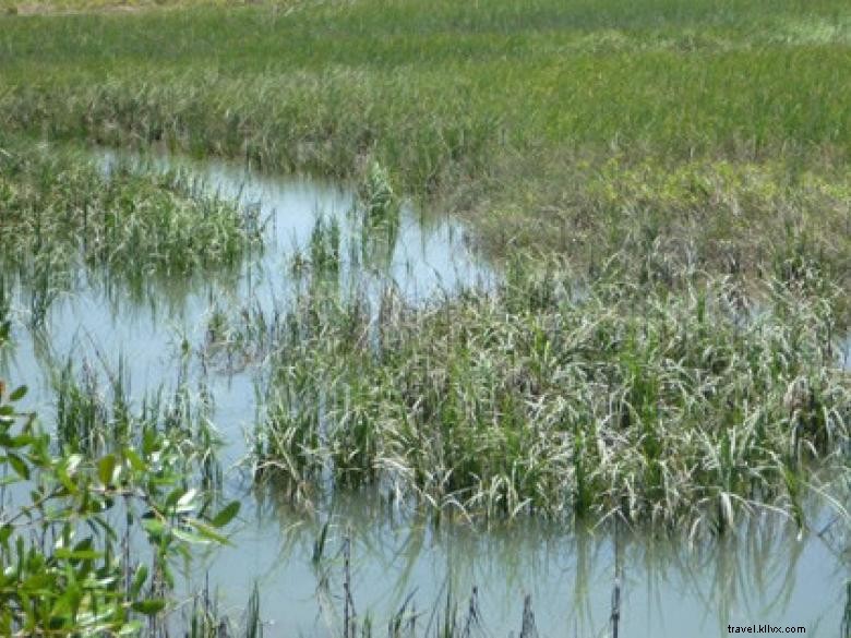 Côte géorgienne – Savannah et ses merveilles naturelles