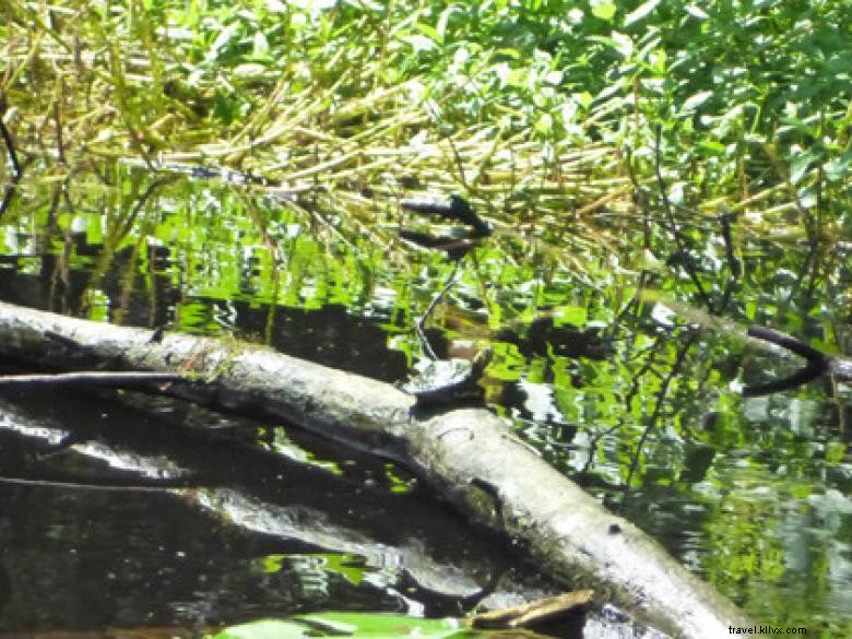 Côte géorgienne – Savannah et ses merveilles naturelles