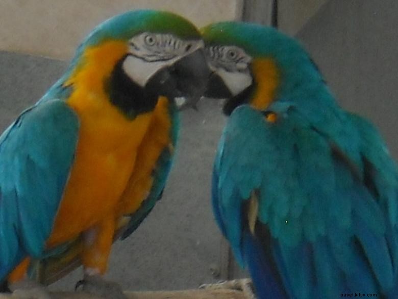 Feathered Friends Forever – Refuge et Sauvetage d’Oiseaux, Inc.