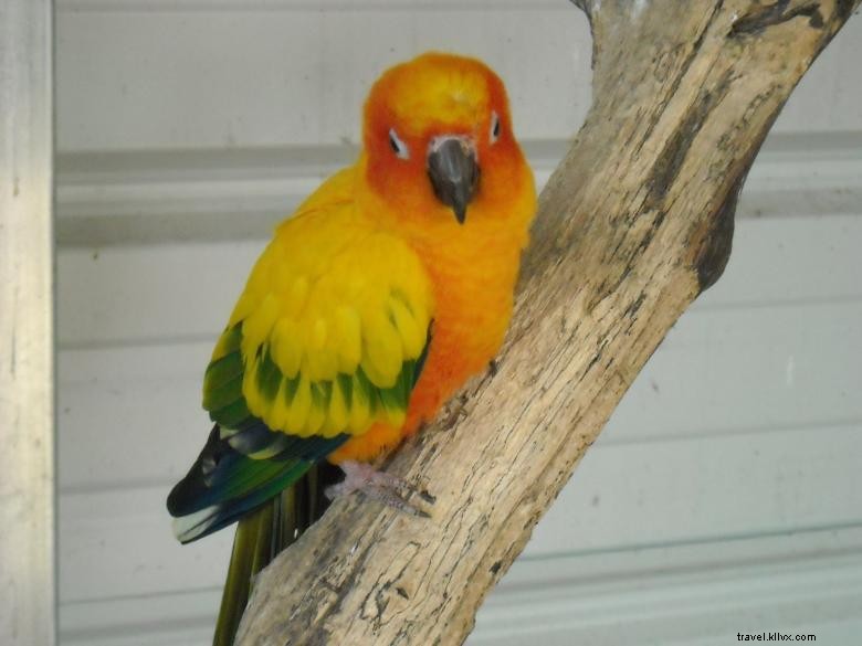 Feathered Friends Forever – Refuge et Sauvetage d’Oiseaux, Inc.