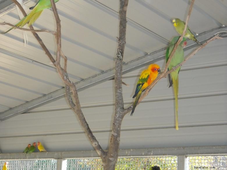 Feathered Friends Forever – Refuge et Sauvetage d’Oiseaux, Inc.