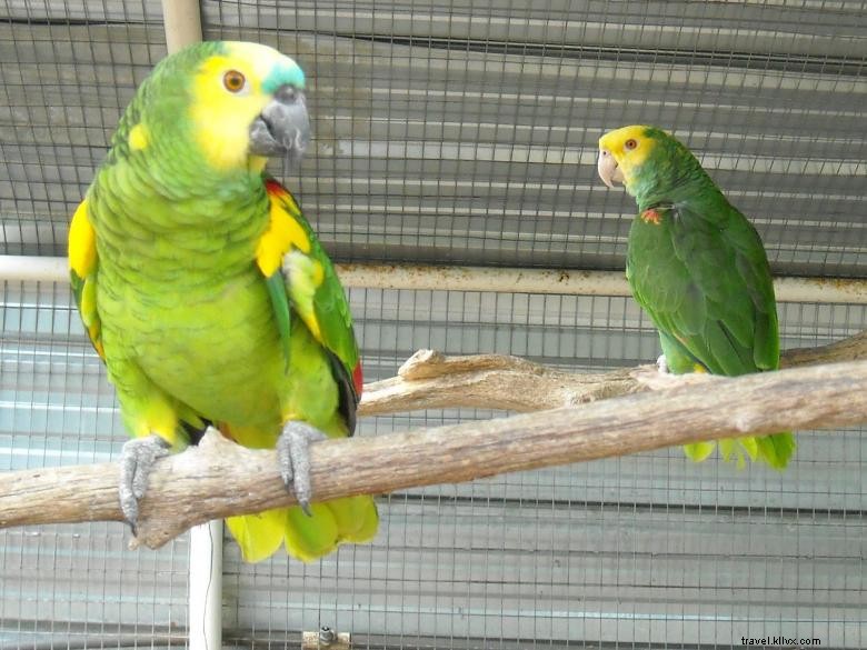 Feathered Friends Forever – Refuge et Sauvetage d’Oiseaux, Inc.