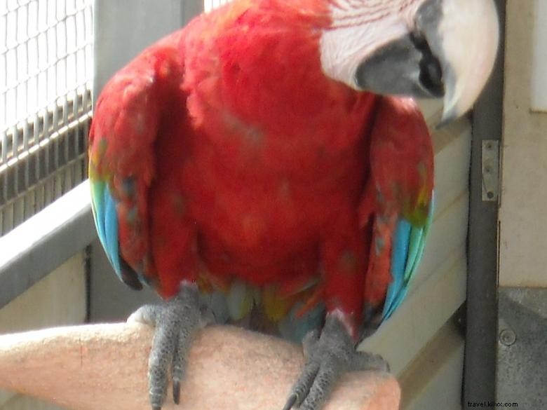 Feathered Friends Forever – Refuge et Sauvetage d’Oiseaux, Inc.