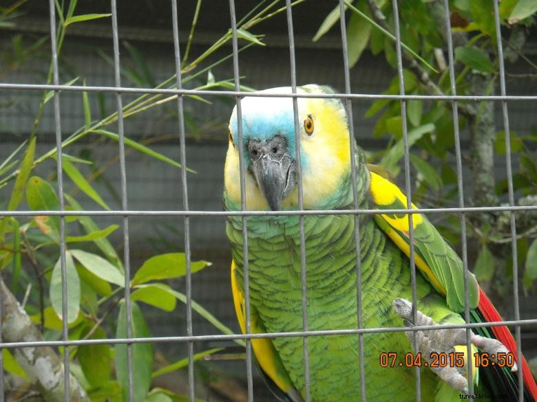 Feathered Friends Forever – Refuge et Sauvetage d’Oiseaux, Inc.