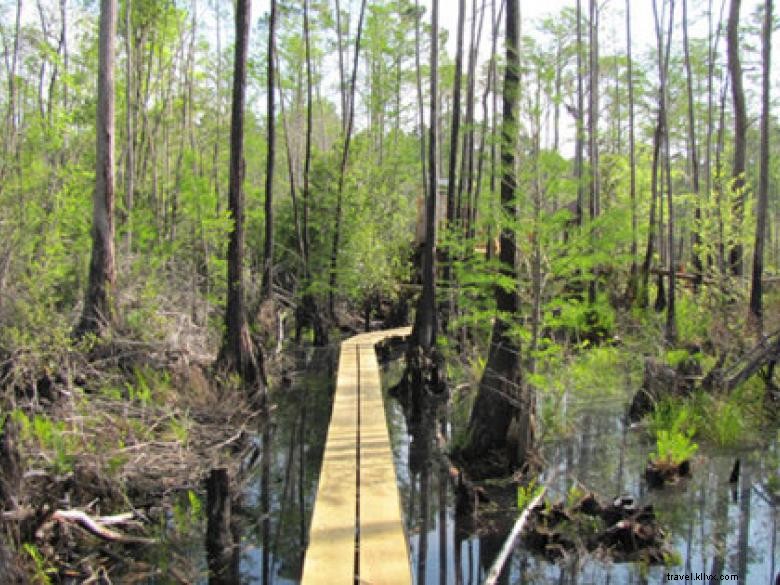 Parc du marais d Okefenokee