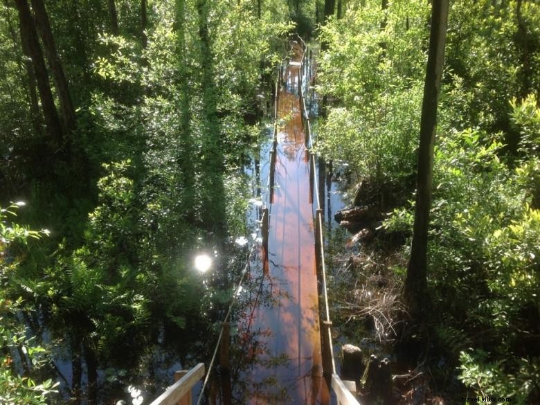 Parc du marais d Okefenokee