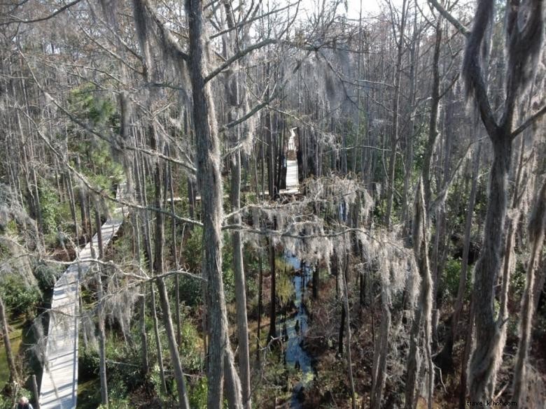 Parc du marais d Okefenokee
