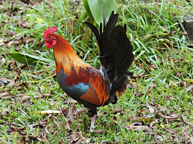 Les poulets sauvages de Fitzgerald